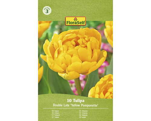 Blomlökar FLORASELF Tulpan Yellow Pomponette 10st