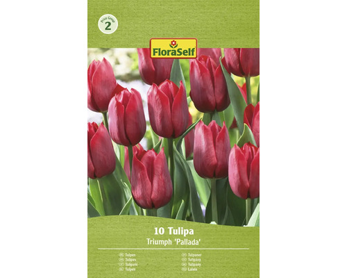 Blomlökar FLORASELF Tulpan Pallada 10st