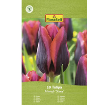 FloraSelf Triumph Tulpan Slawa, 10 stycken