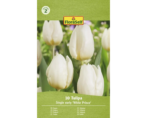 Blomlökar FLORASELF Tulpan White Prince 10st