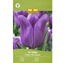 FloraSelf Tulipa Triumph Blue Beauty, förpackning med tio tulpaner