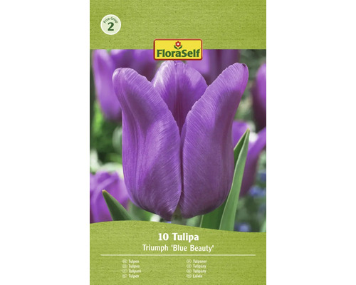 Blomlökar FLORASELF Tulpan Blue Beauty 10st