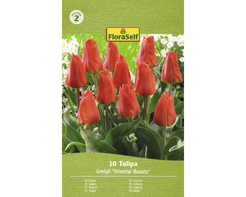 Blomlökar FLORASELF Tulpan Oriental Beauty 10st