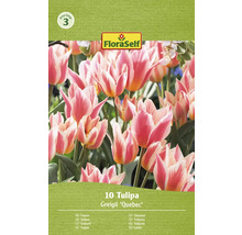 Förpackning med 10 Tulipa Greigii ''Quebec'' blomsterlökar
