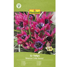 Tulpaner Botanical Little Beauty FloraSelf, 12-pack