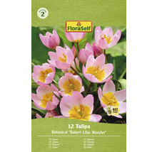 Förpackning Tulpaner Botanical Bakeri Lilac Wonder med symbolen ''Bivänlig''.