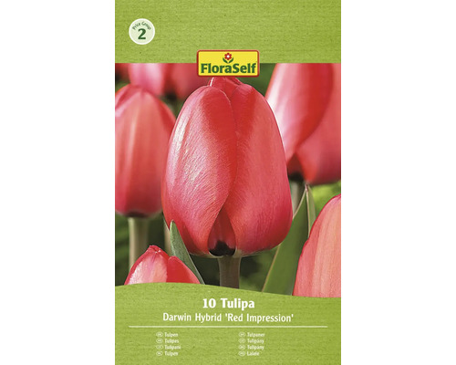 Blomlökar FLORASELF Tulpan Red Impression 10st