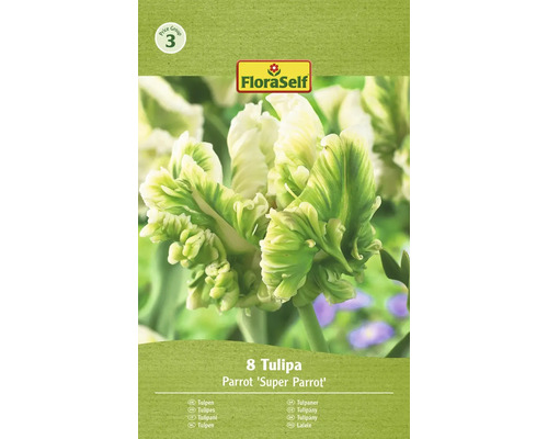 Blomlökar FLORASELF Tulpan Super Parrot 8st