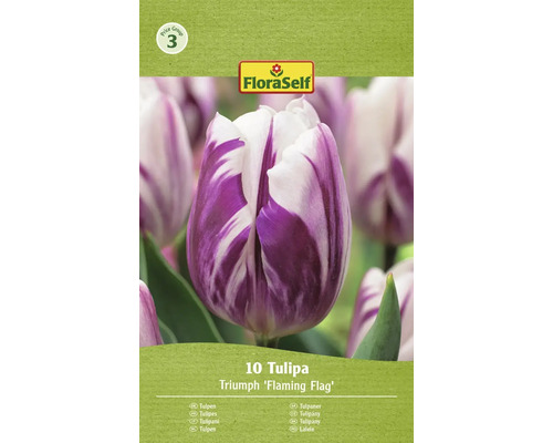 Blomlökar FLORASELF Tulpan Flaming Flag 10st