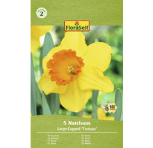 Förpackning med fem narcisslökar av sorten Large-Cupped ''Fortune''