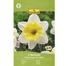 Förpackning med fem narcisslökar av sorten Large-Cupped ''Ice Follies''