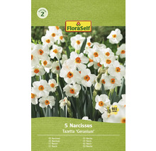 Förpackning med 5 Narcissus Tazetta ''Geranium''
