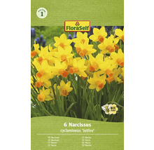 Förpackning narcisser av sorten Jetfire, bivänlig