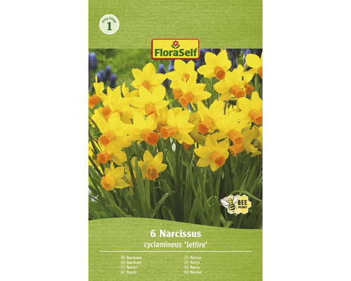 Blomlökar FLORASELF Narciss Jetfire 6st