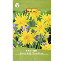 Förpackning med sex narcissor Botanical Double Rip van Winkle