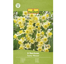 Förpackning med 6 Narcissus Tazetta ''Minnow''