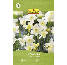 Förpackning med fem narcisser av sorten Pueblo