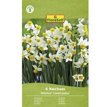 Förpackning med sex narcisser av arten Canaliculatus, märkt med FloraSelf-logotypen och symbolen bivänlig