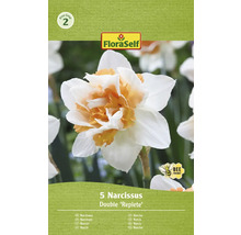 Förpackning med fem dubbla narcisser ''Replete''