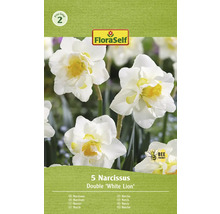 Förpackning med 5 narcissus av arten Double White Lion