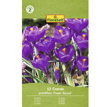 FloraSelf Krokus ''Flower Record'', 12 stycken