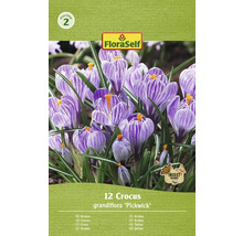 Förpackning med 12 krokus grandiflora ''Pickwick'' blomsterlökar