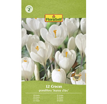 Förpackning med 12 stycken Crocus grandiflora ''Jeanne d''Arc'' blomsterlökar