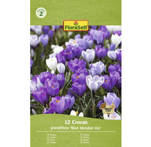 Förpackning med 12 krokusar av sorten Grandiflora Blue Blended Mix