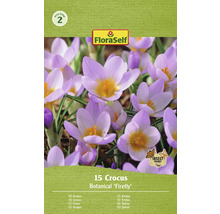 Förpackning med 15 krokuslökar Botanical Firefly