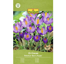 Förpackning med 15 krokusar av sorten Botanical Barrs Purple