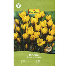 Förpackning med 15 krokuslökar Botanical ''Dorothy''
