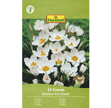 Förpackning krokus Botanical Ard Schenk blomsterlökar
