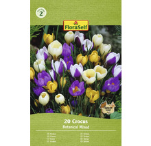 FloraSelf Krokus Botanical Mixed, 20 stycken