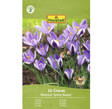 FloraSelf Krokus Botanical Spring Beauty förpackning med 12 stycken