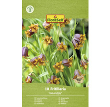 Förpackning Fritillaria ''uva-vulpis''
