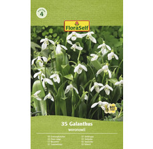 FloraSelf Galanthus woronowii förpackning med snödroppar