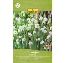 Förpackning med sommarsnöklocka blomsterlökar