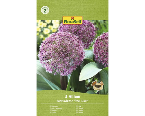 Blomlökar FLORASELF Allium Karataviense Red Giant 3st