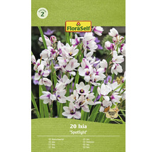 Förpackning med 20 Ixia Spotlight blomsterlökar