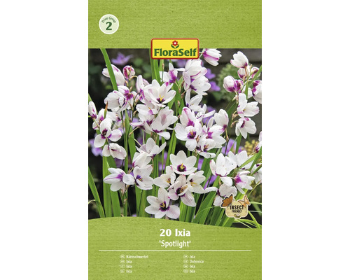 Blomlökar FLORASELF Ixia Spotlight 20st