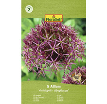 Förpackning med 5 st Allium christophii albopilosum prydnadslökar