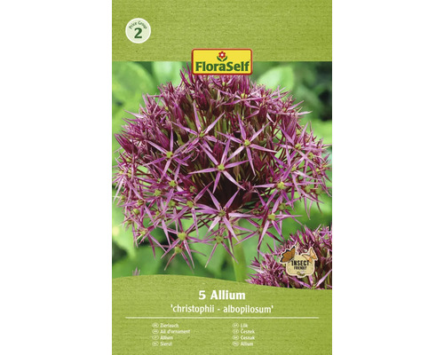 Blomlökar FLORASELF Allium Christohii Albopilosum 5st