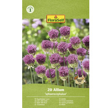 Förpackning med 20 Allium sphaerocephalon blomsterlökar