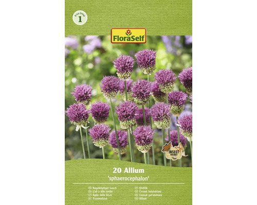 Blomlökar FLORASELF Klotlök allium Spaerocephalum 20st