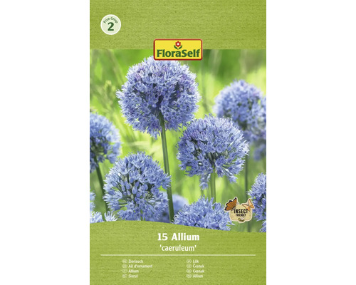 Blomlökar FLORASELF Allium Caeruleum 15st