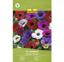 FloraSelf Anemonblandning ''De Caen'', förpackning med tolv stycken