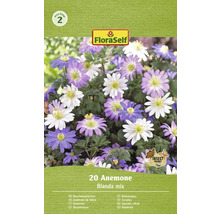 20 st Anemoner blomsterlökar, Blanda mix