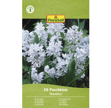 Förpackning med 20 st Puschkinia libanotica blomsterlökar