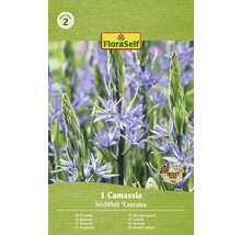 Förpackning med en Camassia leichtlinii ''Caerulea'' blomsterlök med insektvänlig symbol