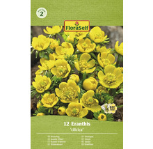 FloraSelf Eranthis cilicica förpackning med 12 vintergäck